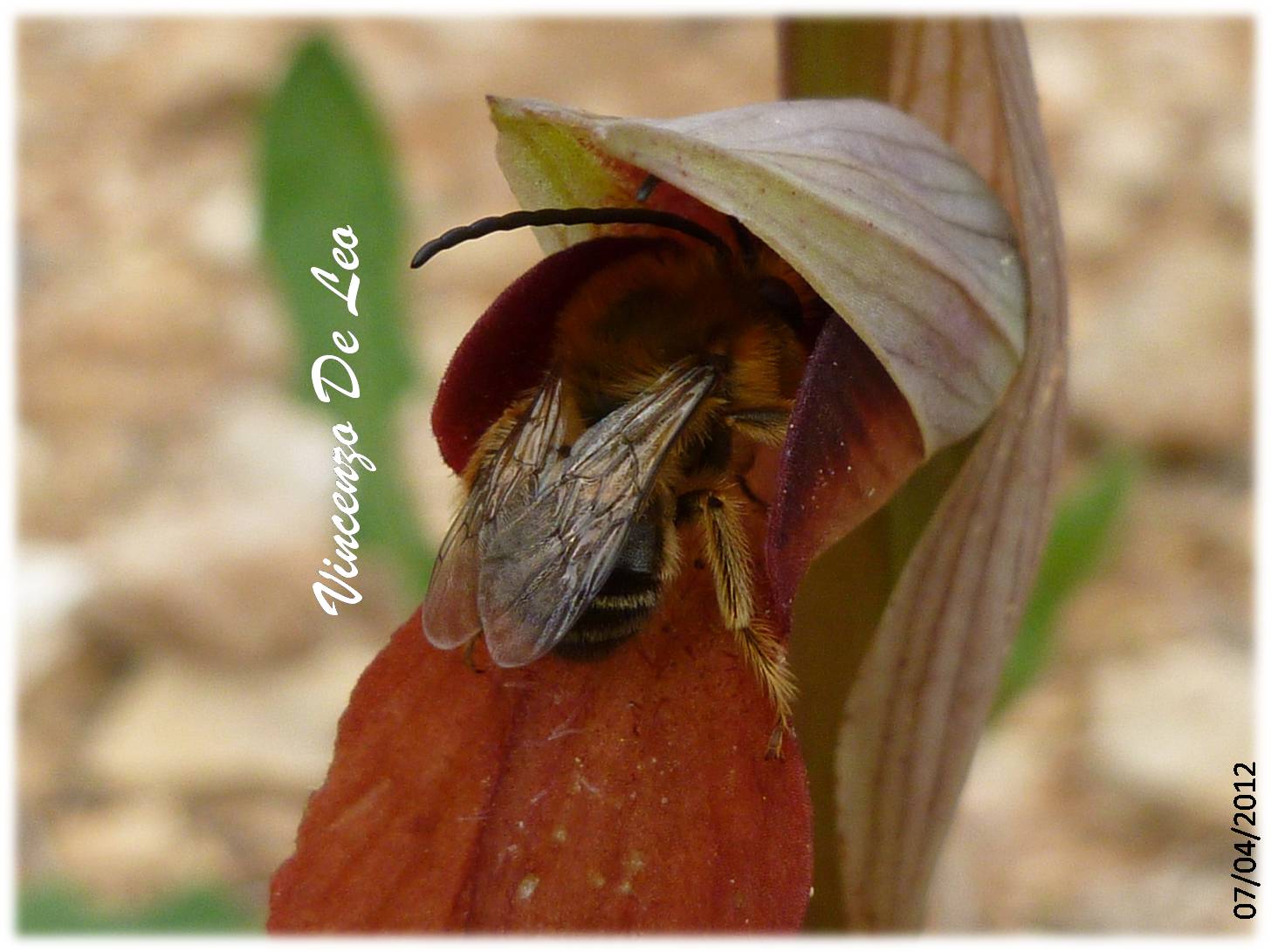 Quale impollinatore per quale serapias